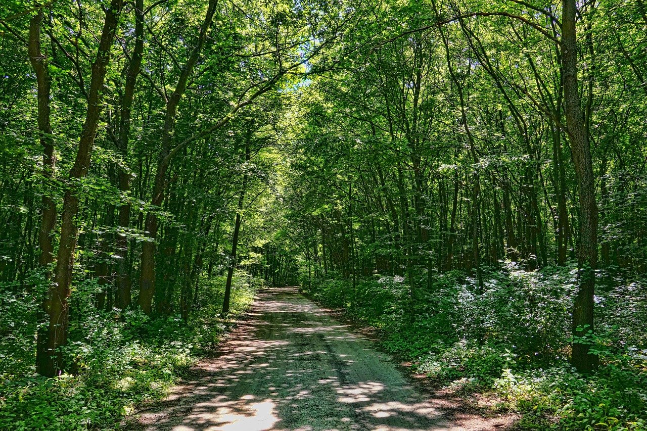 Où découvrir les forêts de feuillus centenaires en Ardèche selon l’Office National des Forêts 2025 ?
