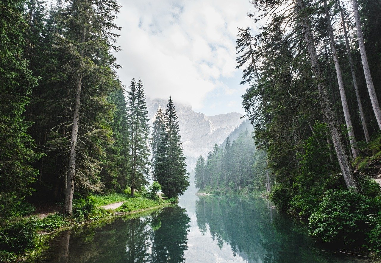 Où trouver les forêts de conifères centenaires en Isère selon l’Office National des Forêts 2025 ?
