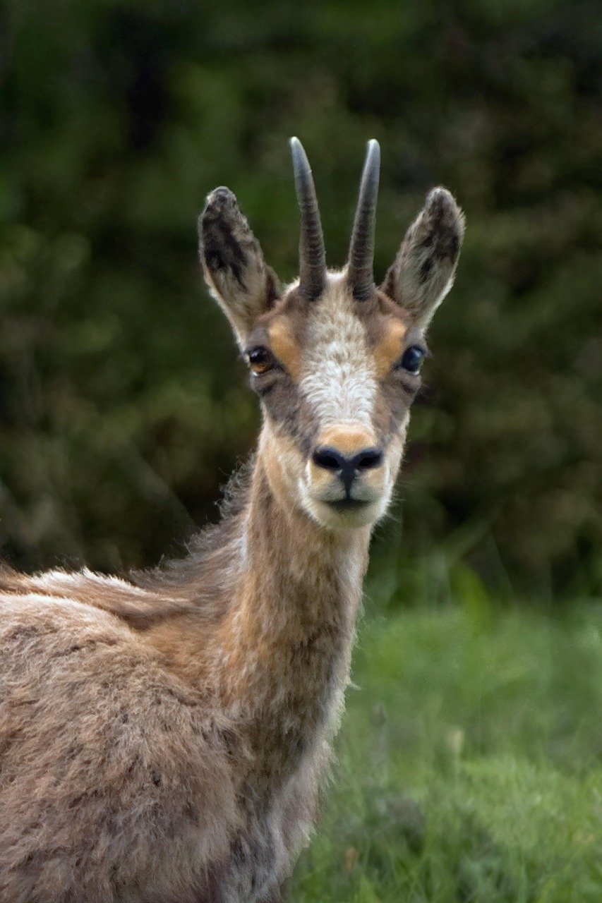 Où observer les chamois sauvages en Isère selon le Parc National des Écrins 2025 ?