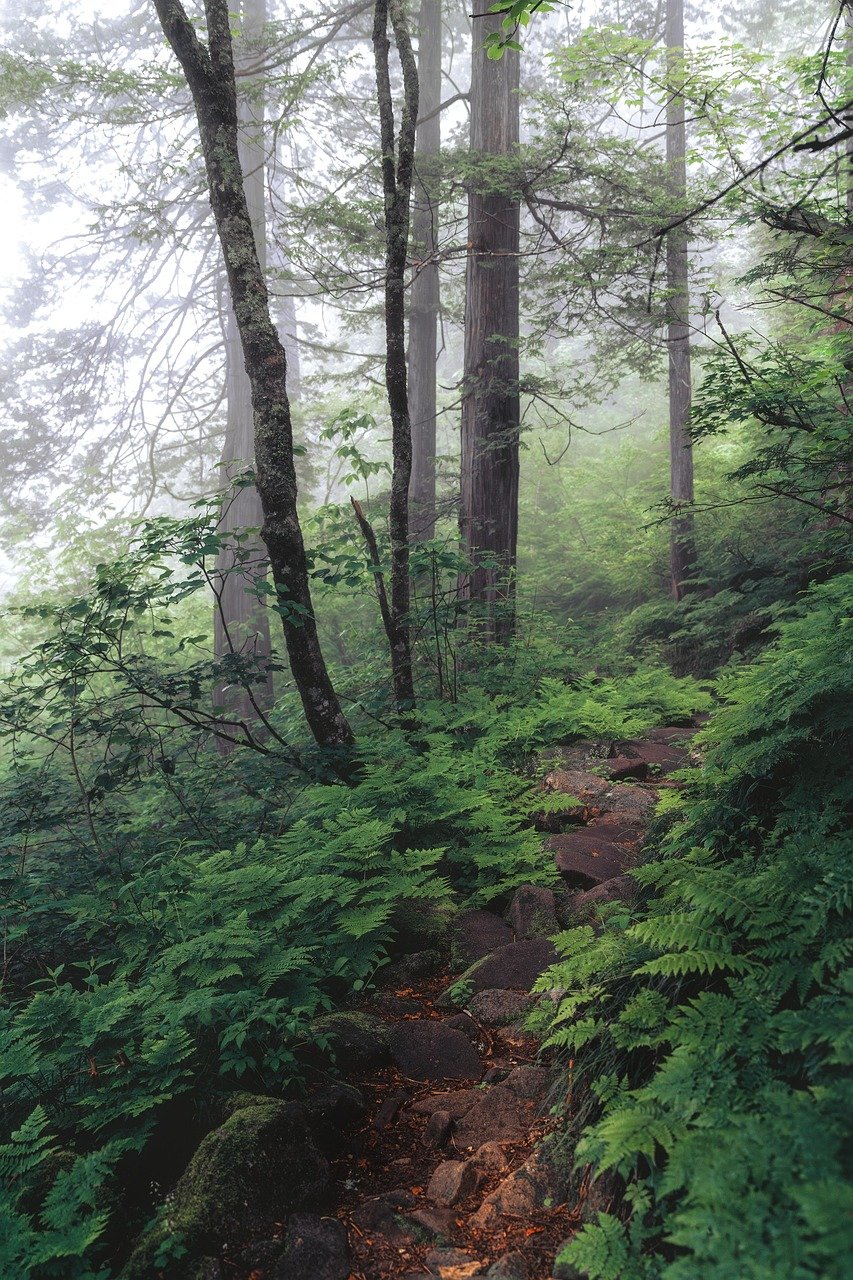 Comment découvrir les nouveaux sentiers de randonnée cachés en Auvergne selon le Parc Naturel Régional des Volcans 2025 ?