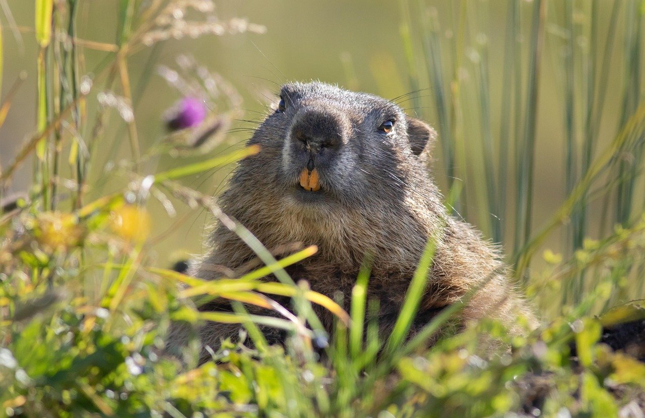 Où observer les marmottes en printemps en Savoie selon le Parc National 2025 ?