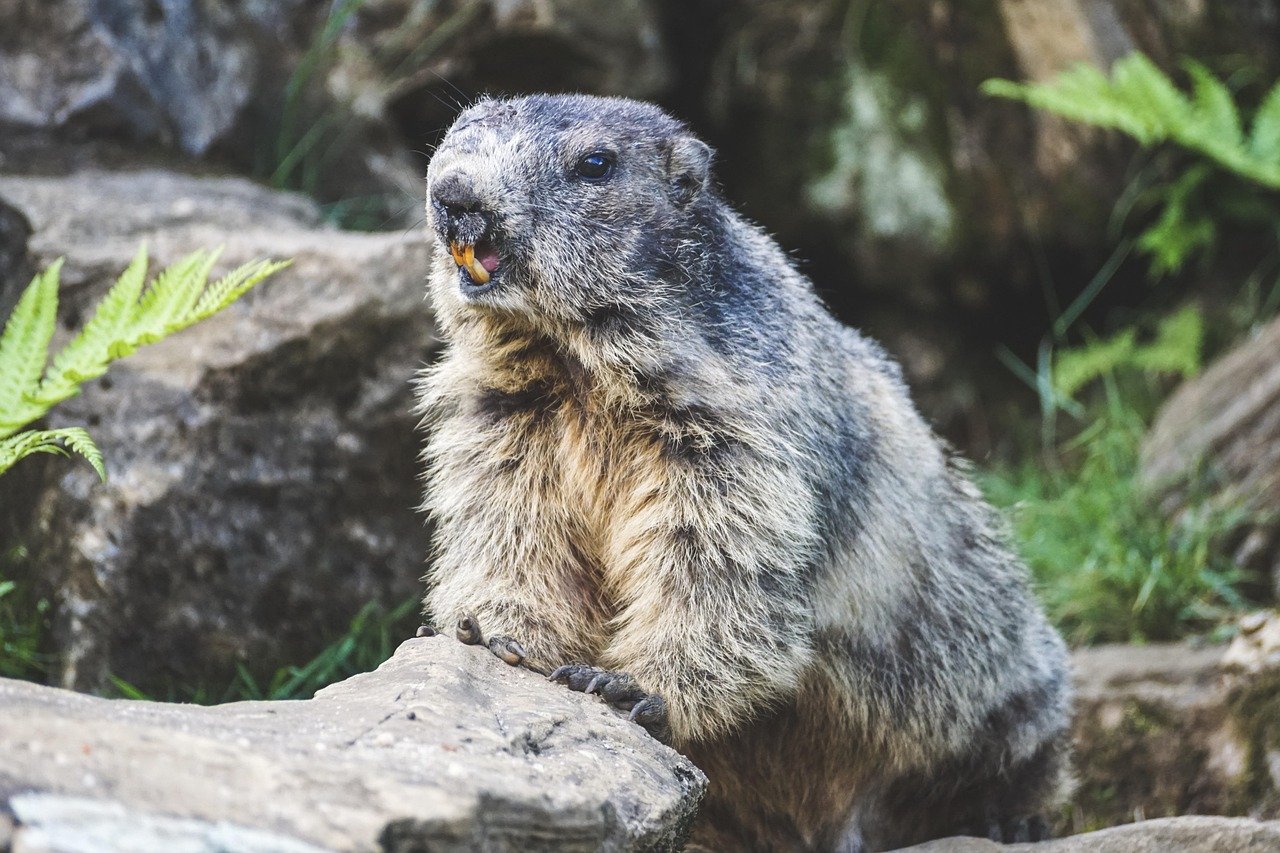 Où observer les marmottes en été en Isère selon le Parc National 2025 ?