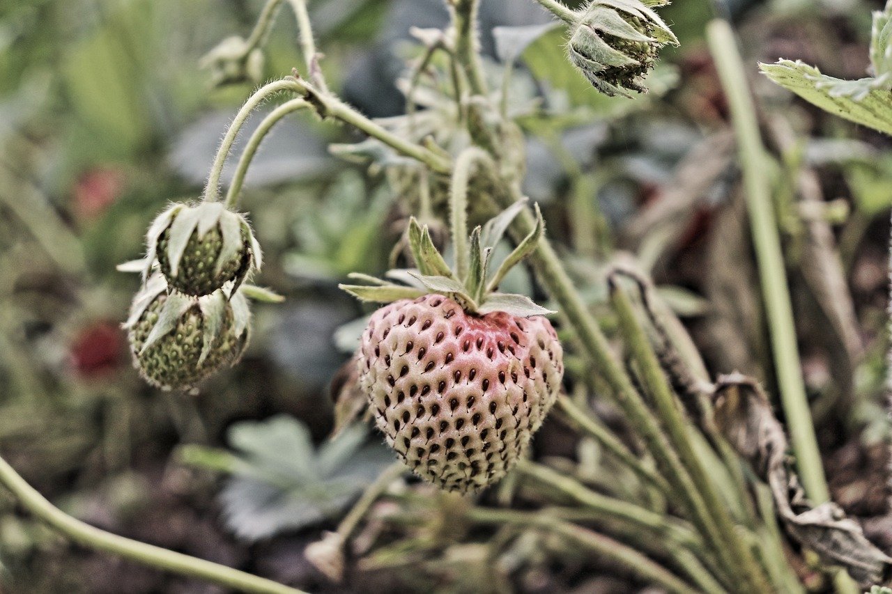 Comment participer aux formations gratuites sur la permaculture en Auvergne selon Terre de Liens ?